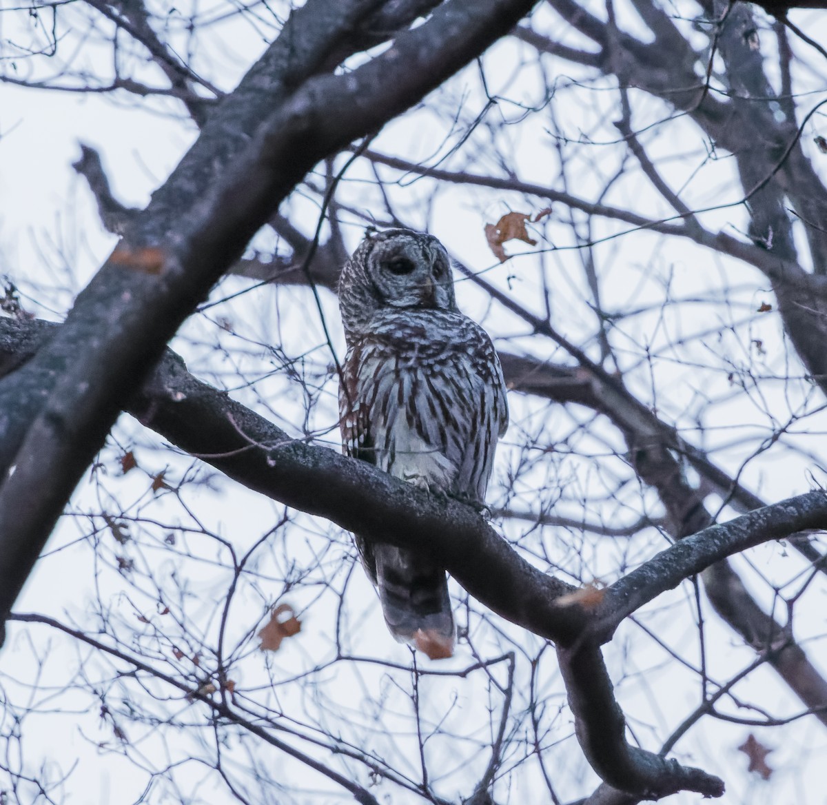 Barred Owl - ML619497339