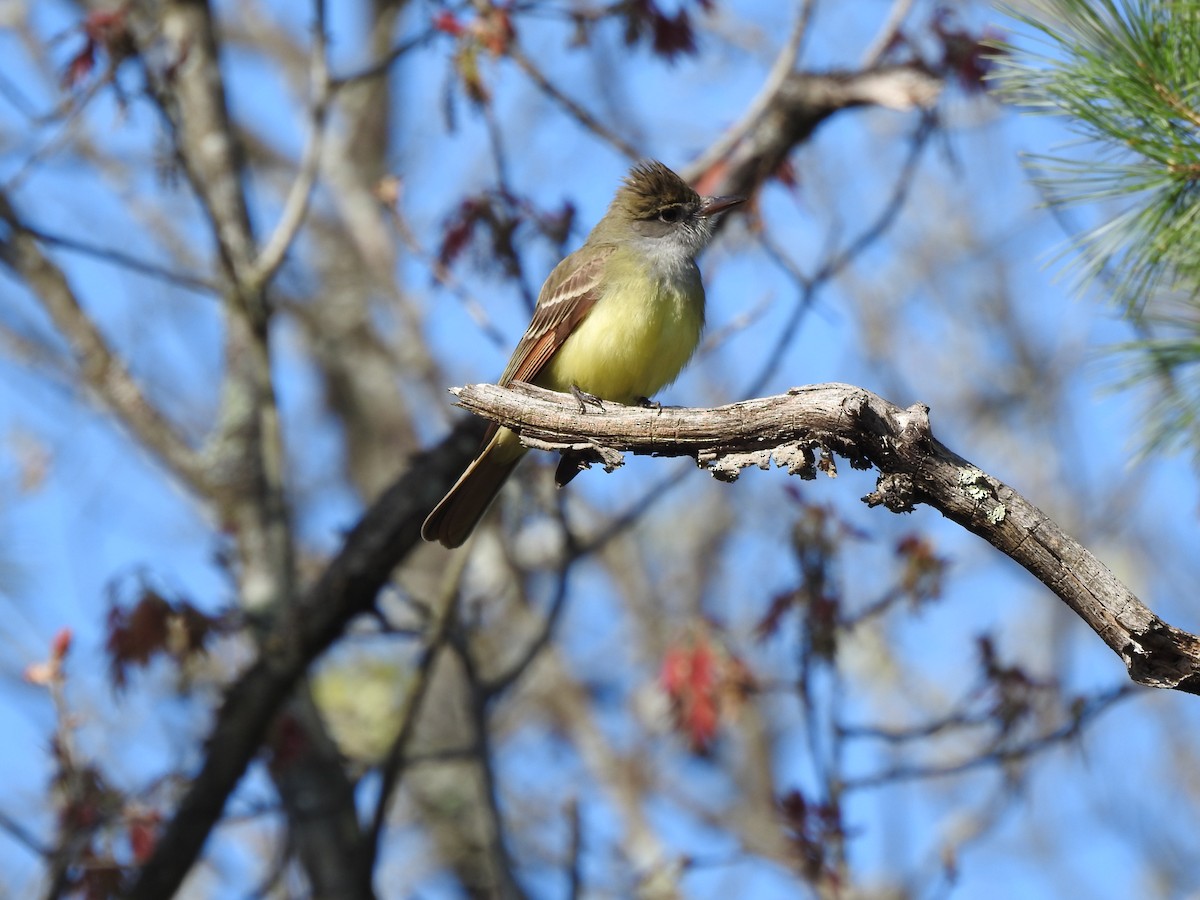 Great Crested Flycatcher - Laura Wilson