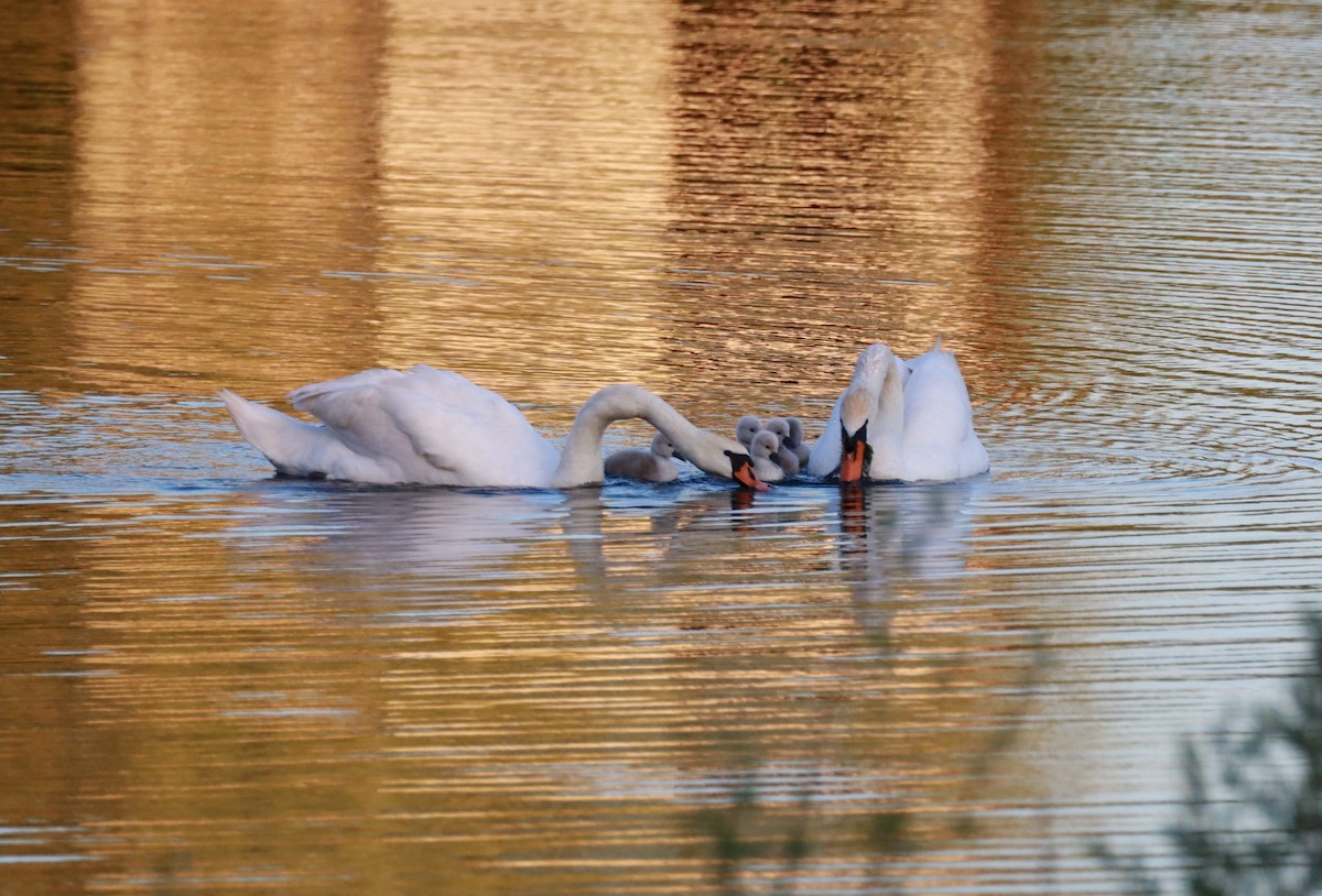 Mute Swan - Dean Veselinovich