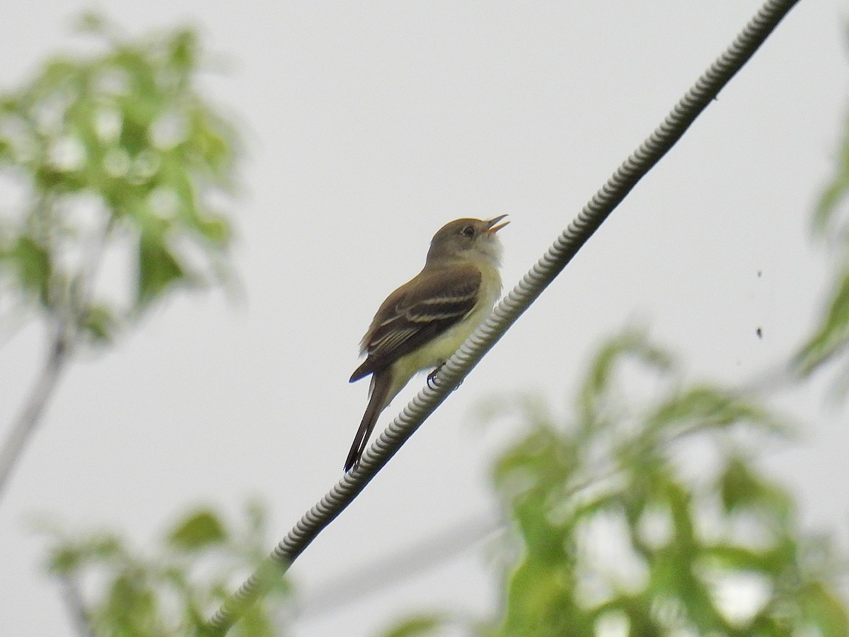 Alder Flycatcher - Jeanne Tucker