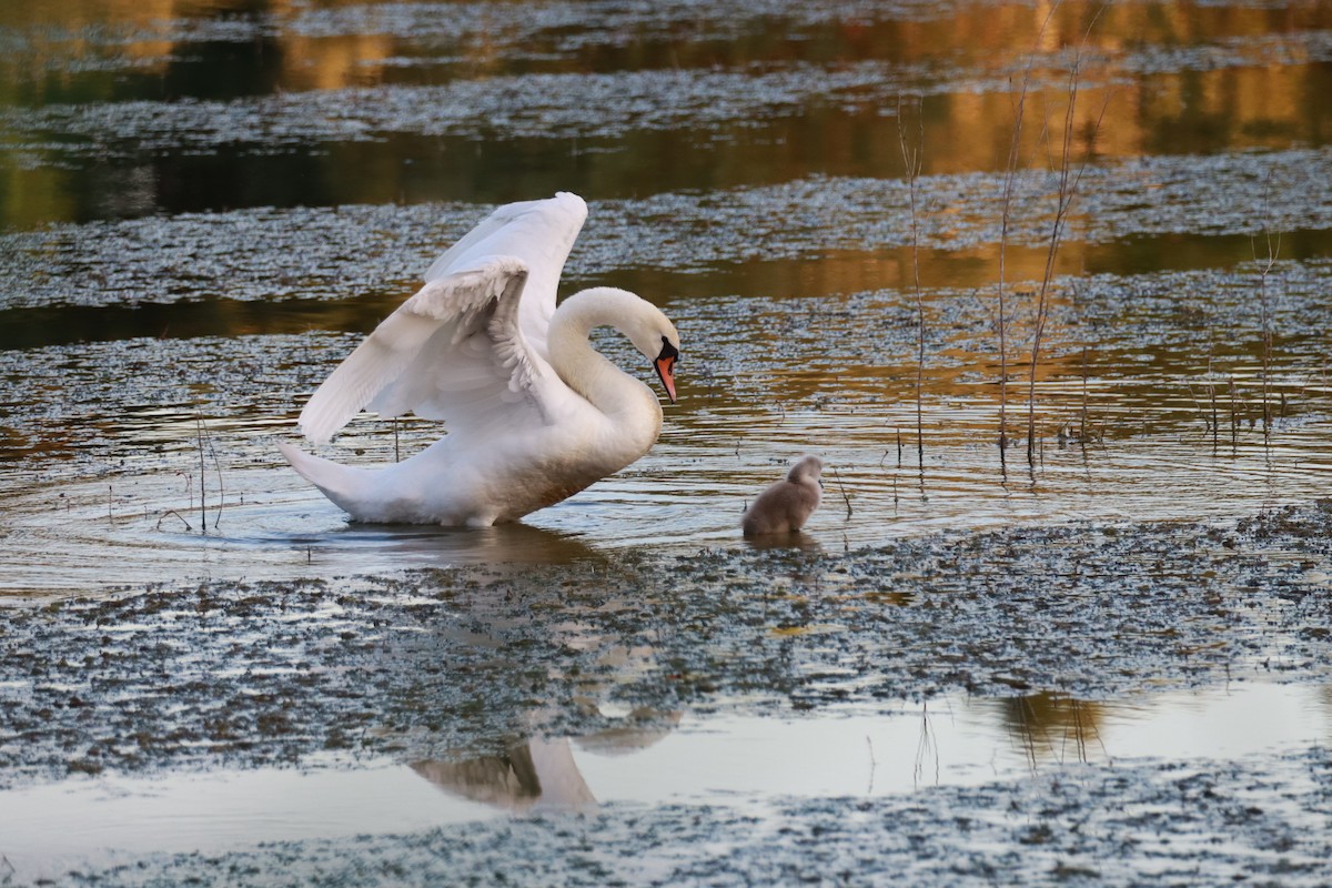 Mute Swan - Dean Veselinovich