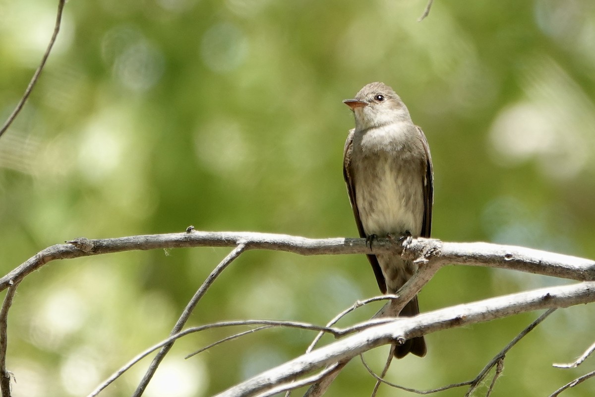 Western Wood-Pewee - Sara Griffith