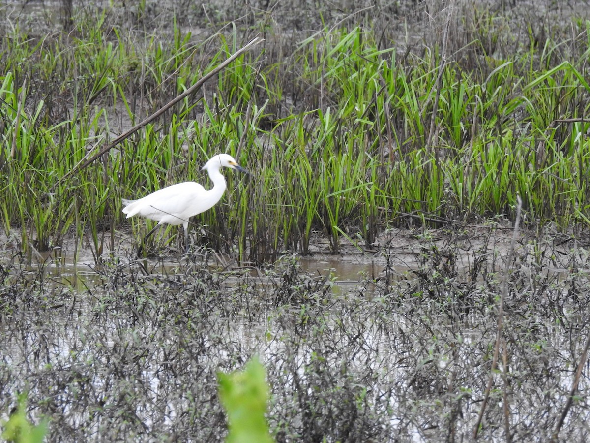 Snowy Egret - Crystal Noble