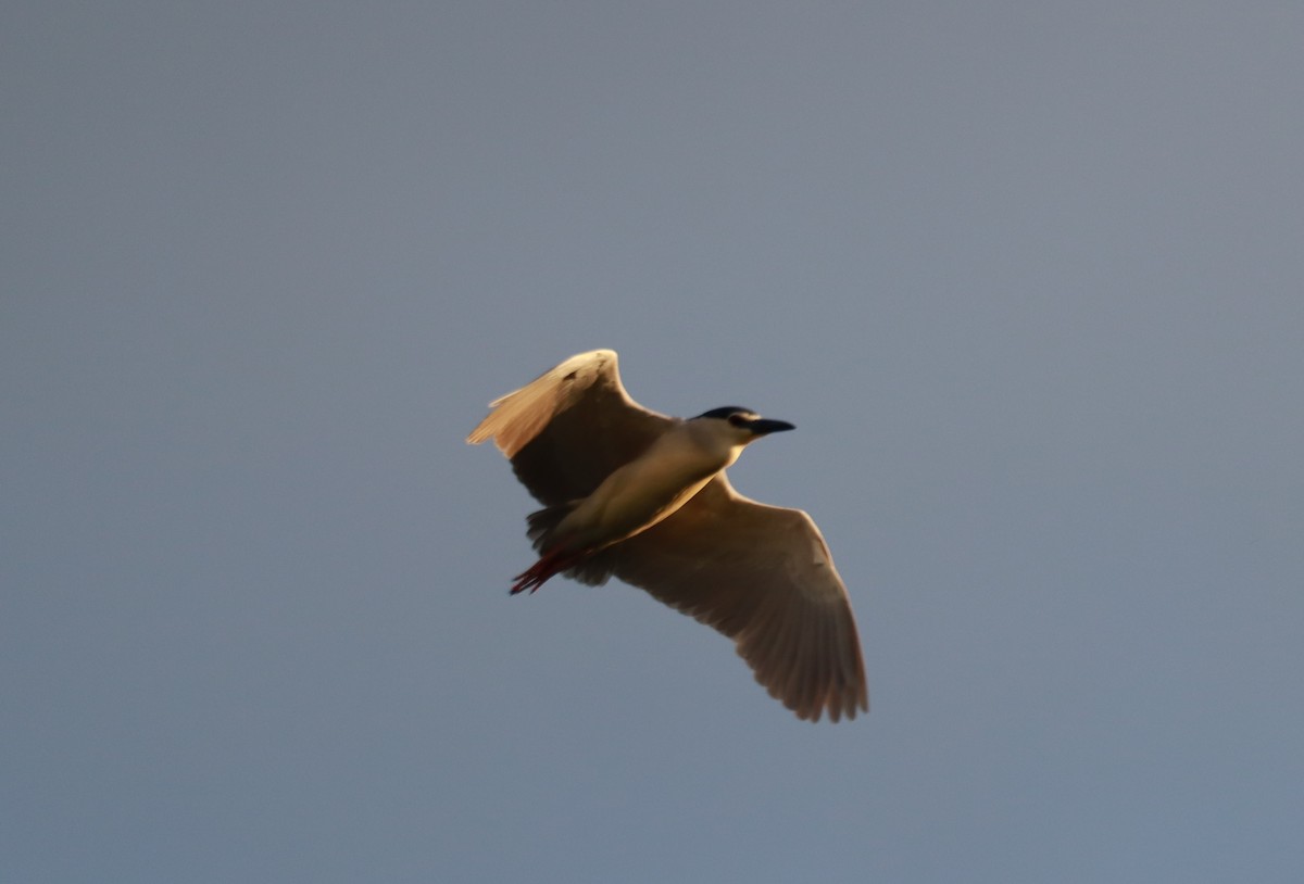 Black-crowned Night Heron - Dean Veselinovich