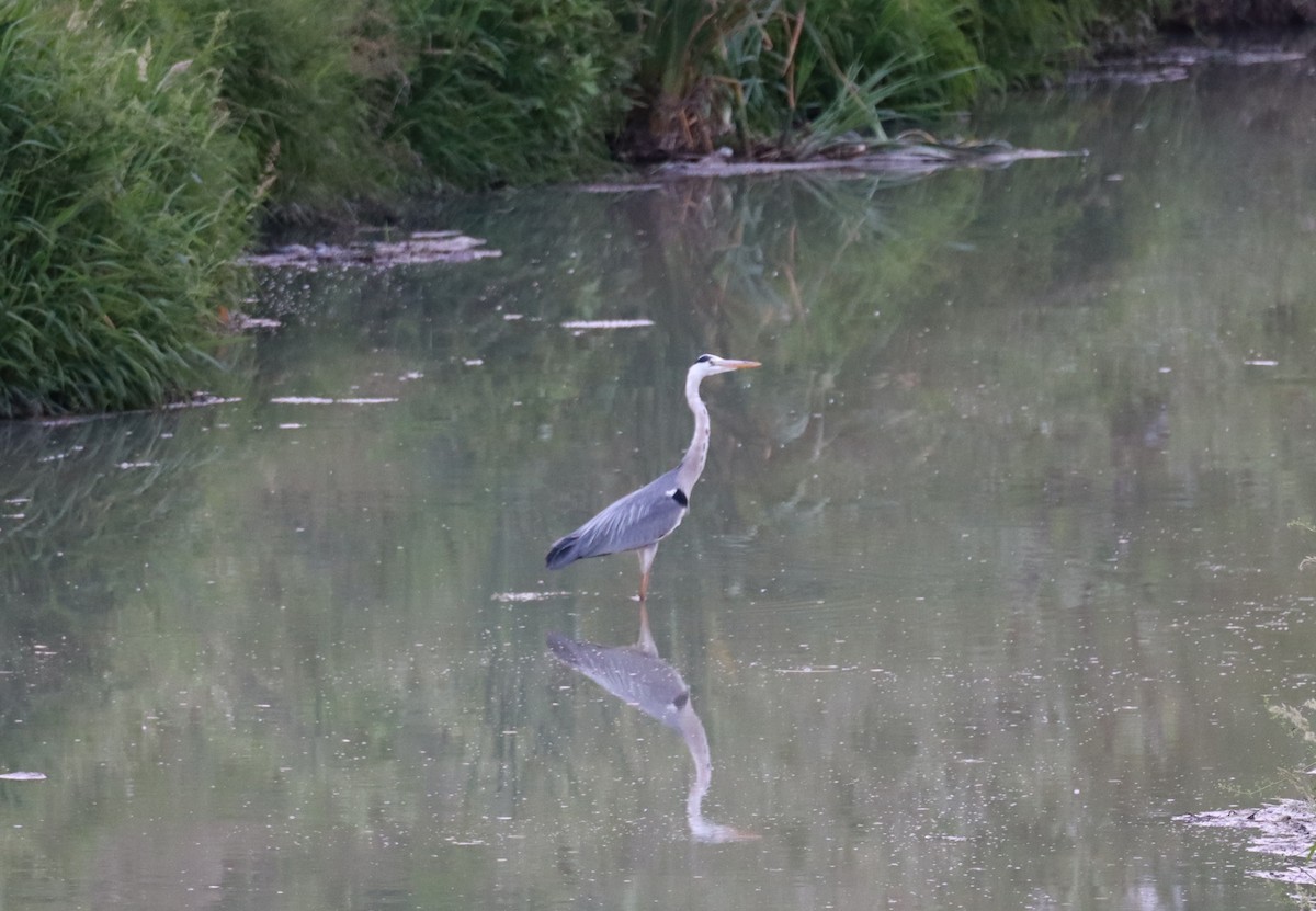 Gray Heron - Dean Veselinovich