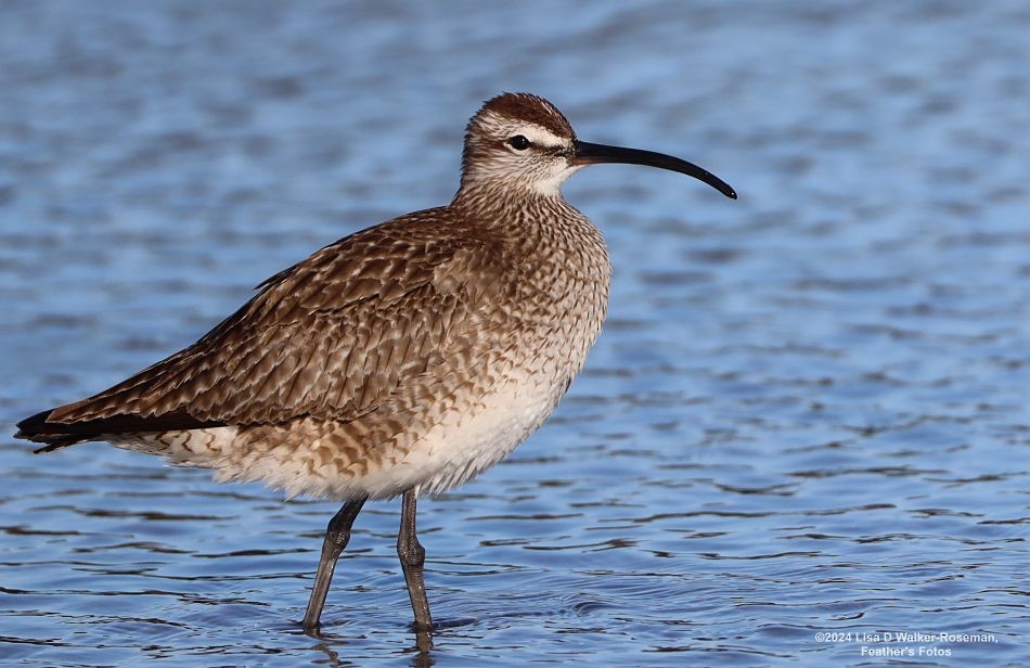 Whimbrel (Hudsonian) - ML619497374