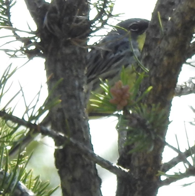 Kirtland's Warbler - Laura Wilson