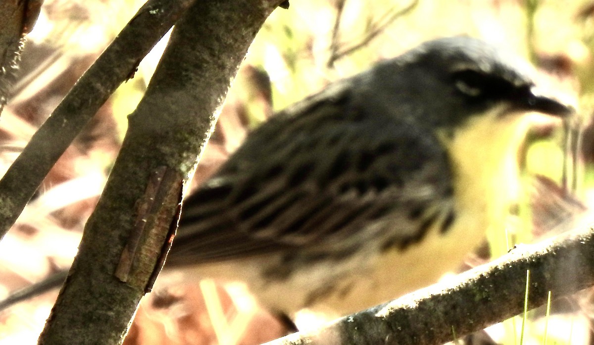 Kirtland's Warbler - Laura Wilson