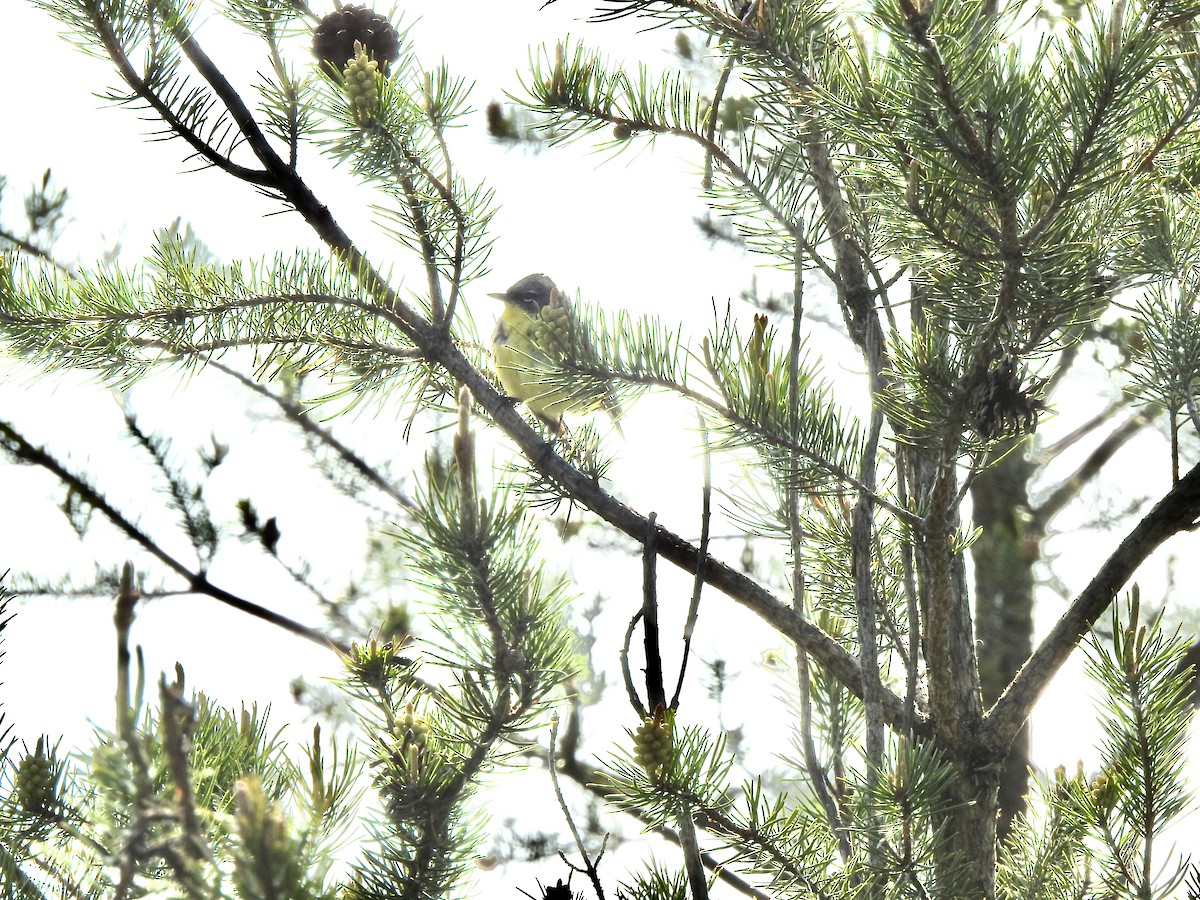 Kirtland's Warbler - Laura Wilson