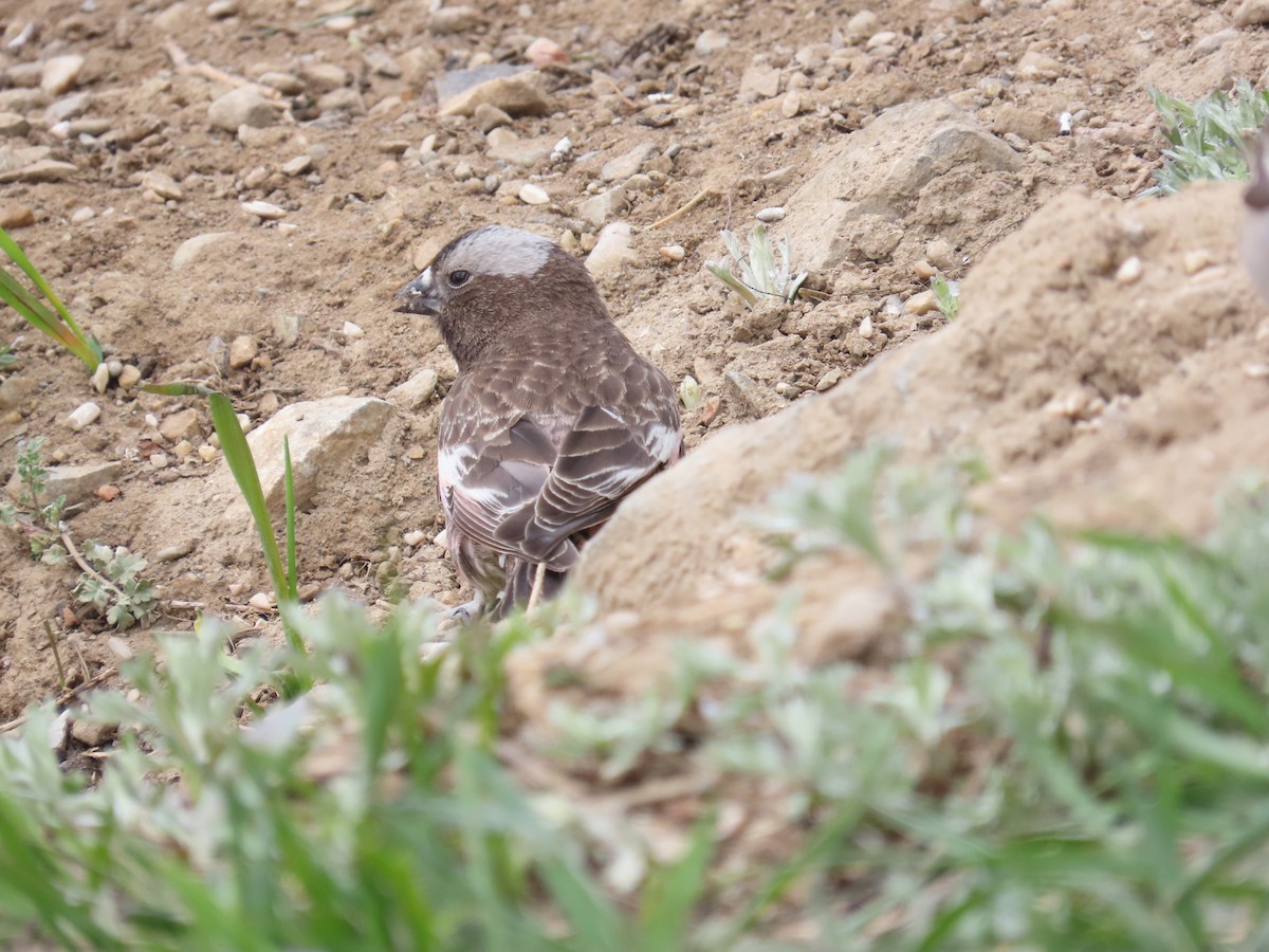 Black Rosy-Finch - ML619497382