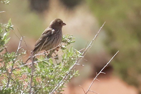 House Finch - JoAnn Dalley