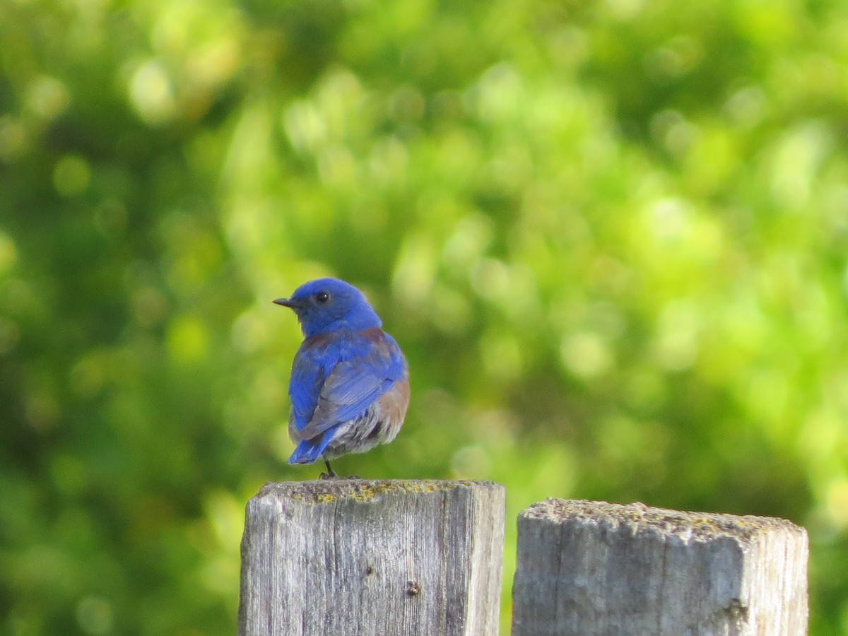 Western Bluebird - GLORIA GWYNNE