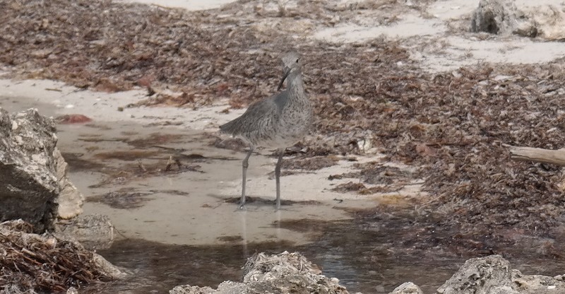 Willet - Laura Bonilla