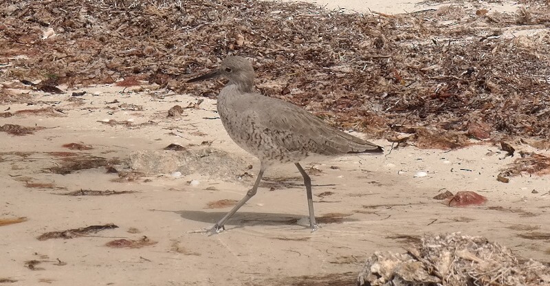 Willet - Laura Bonilla