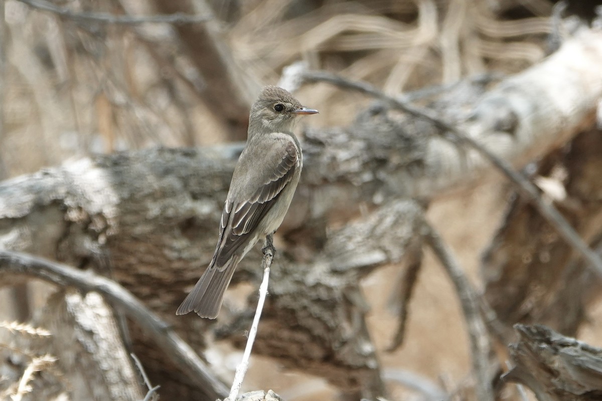 Western Wood-Pewee - Sara Griffith