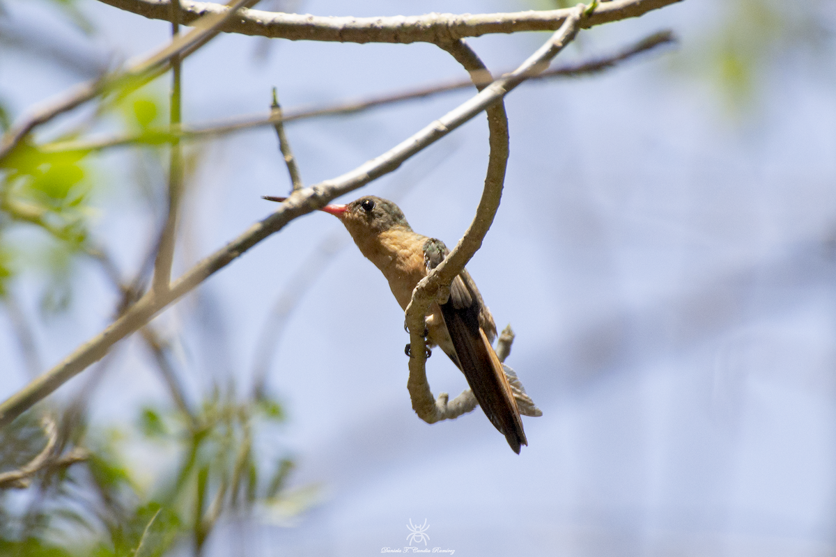 Cinnamon Hummingbird - Daniela Candia