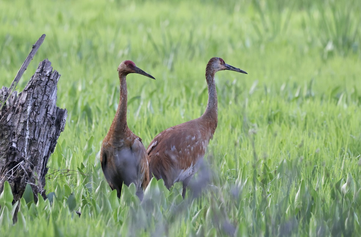 Sandhill Crane - Anne Bielamowicz