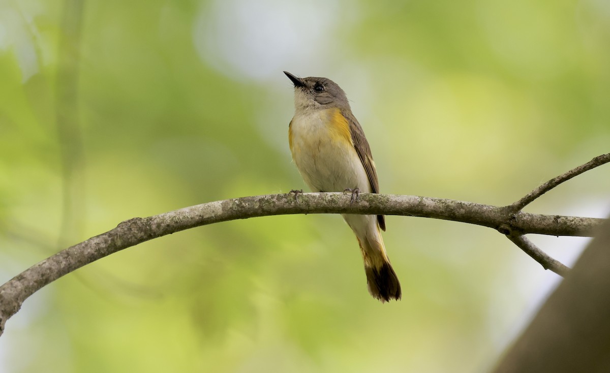 American Redstart - Anne Bielamowicz