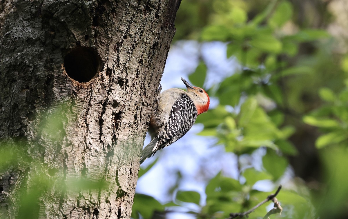 Red-bellied Woodpecker - ML619497424