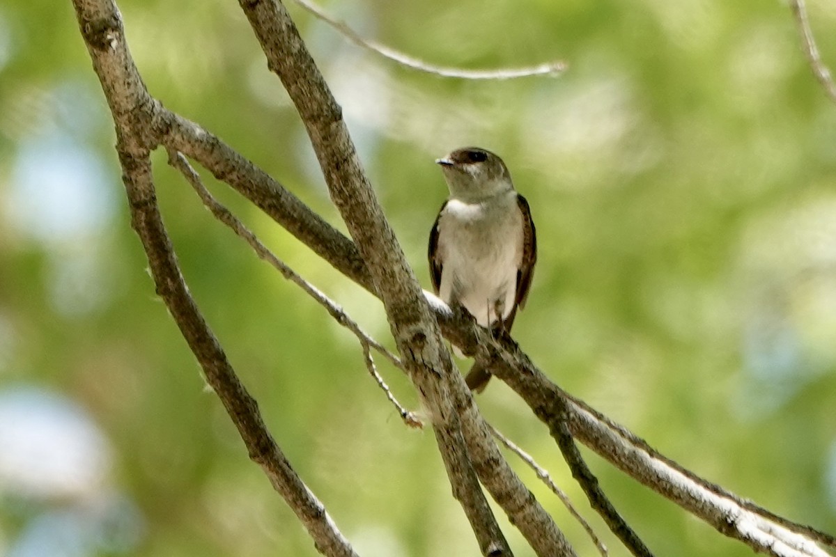 Northern Rough-winged Swallow - ML619497429