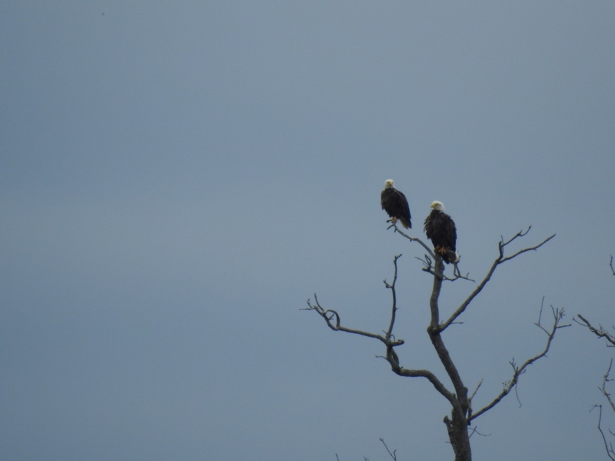 Bald Eagle - ML619497430