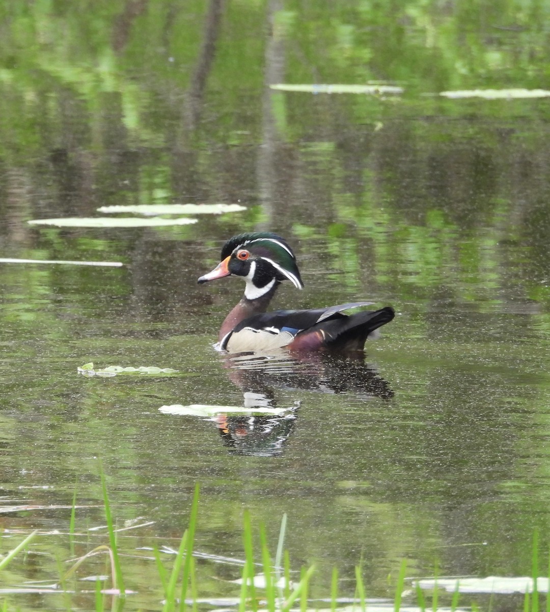 Wood Duck - Stacey Huth