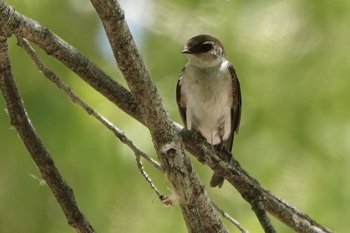 Northern Rough-winged Swallow - ML619497433