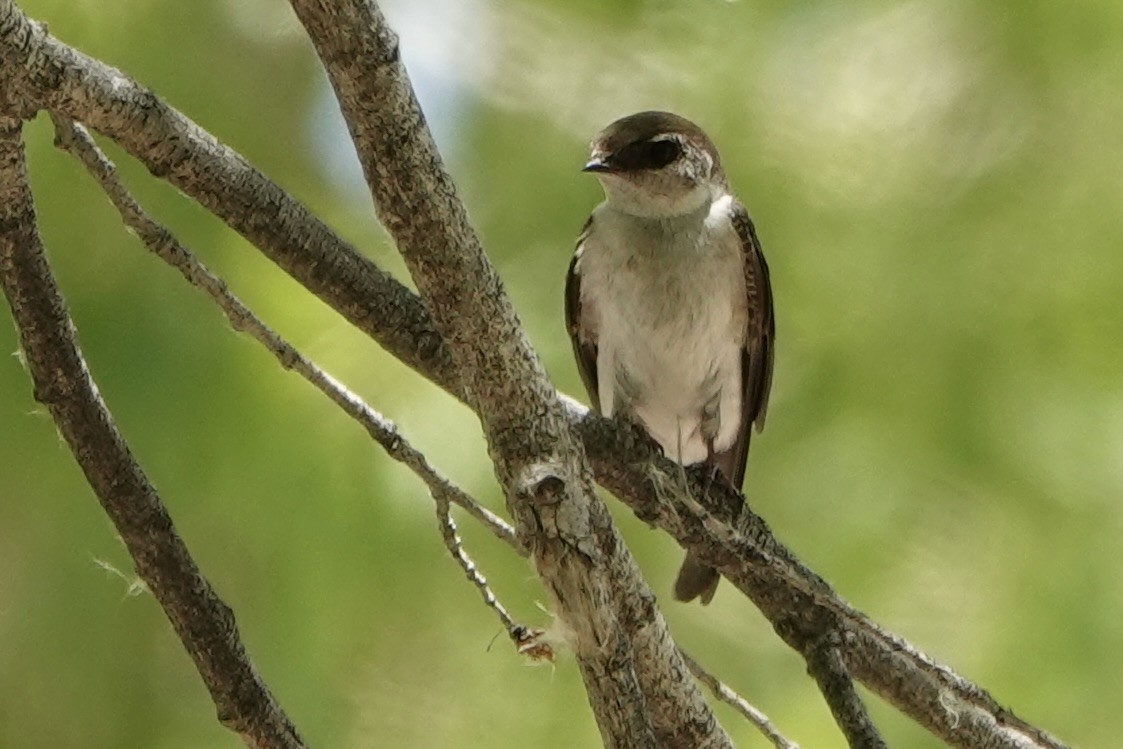 Northern Rough-winged Swallow - Sara Griffith