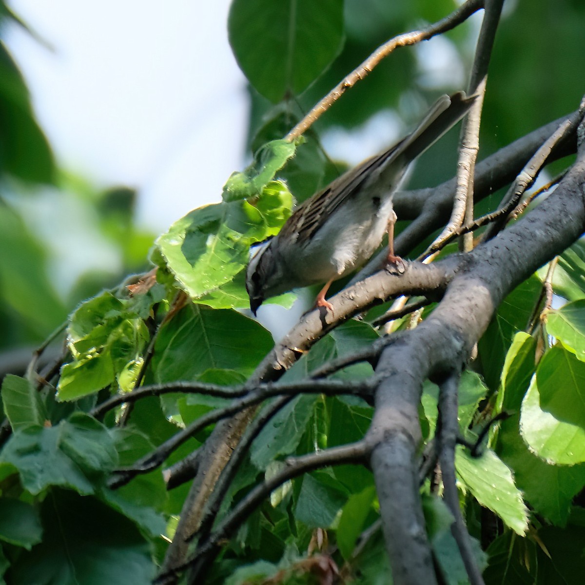 Chipping Sparrow - Cindy Gimbert