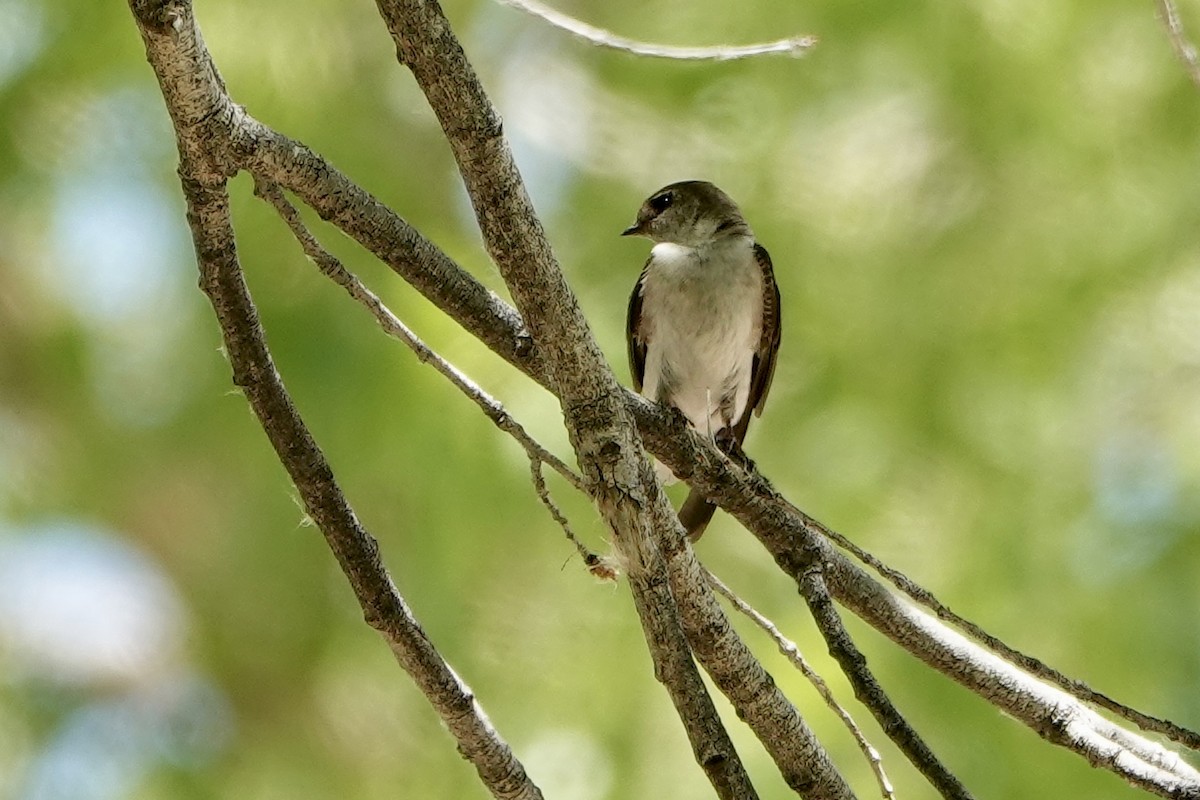 Northern Rough-winged Swallow - ML619497438