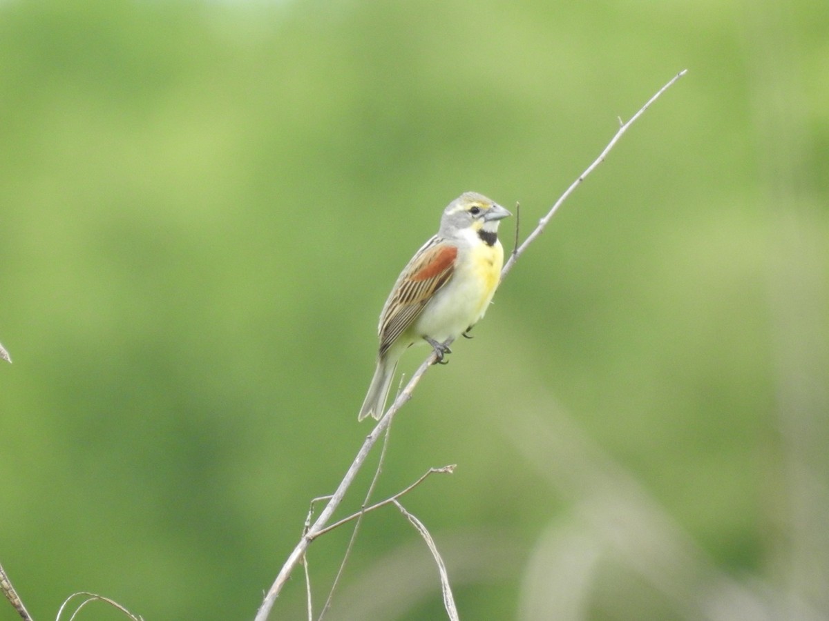 Dickcissel - Crystal Noble