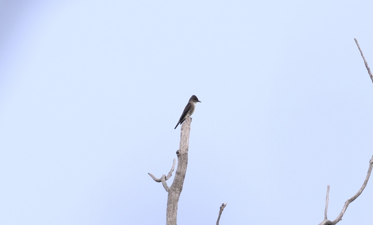 Olive-sided Flycatcher - Anne Bielamowicz