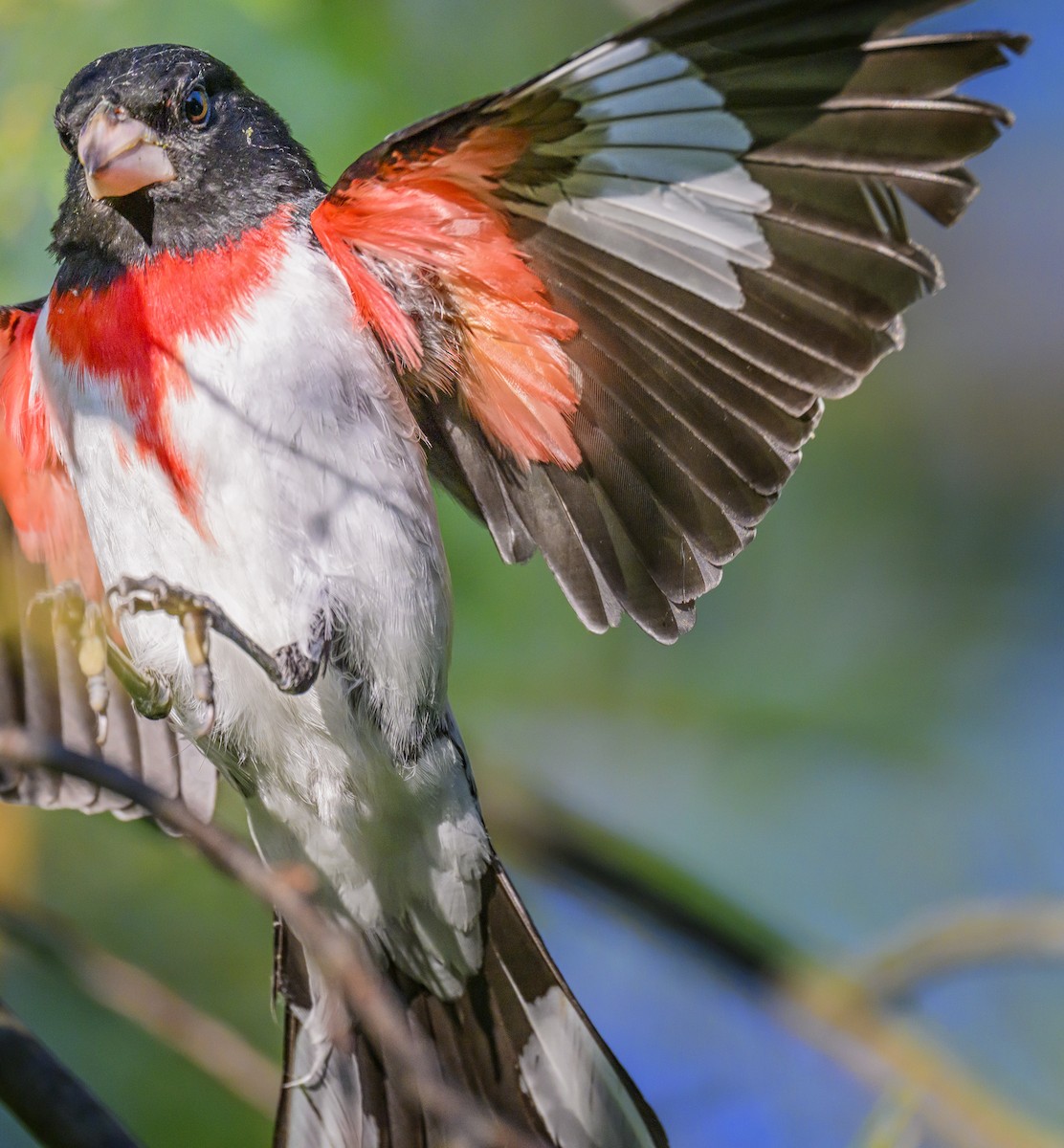 Rose-breasted Grosbeak - Jocelyn  Anderson