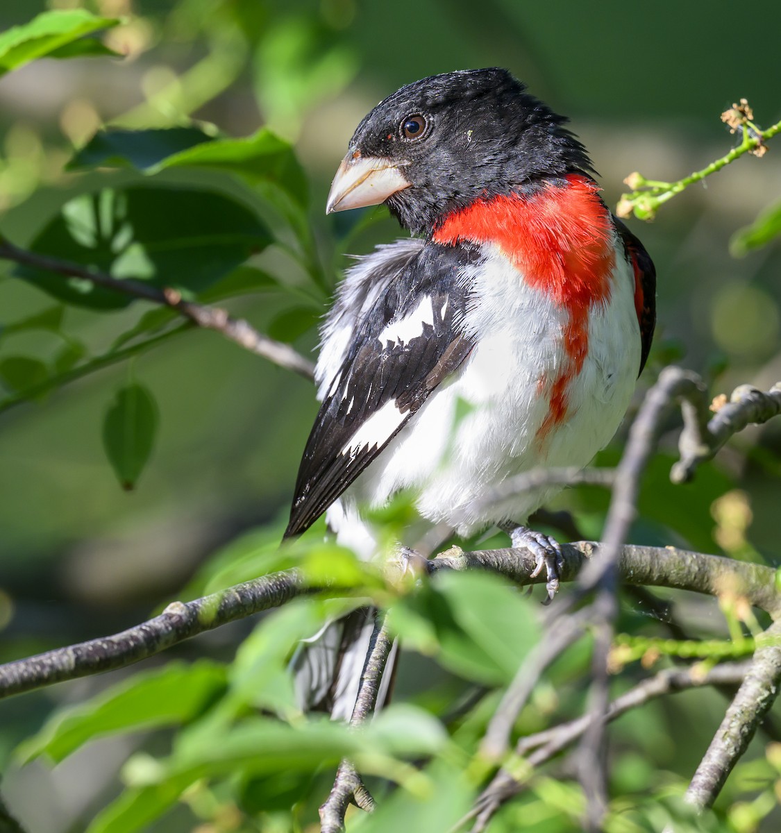 Rose-breasted Grosbeak - Jocelyn  Anderson