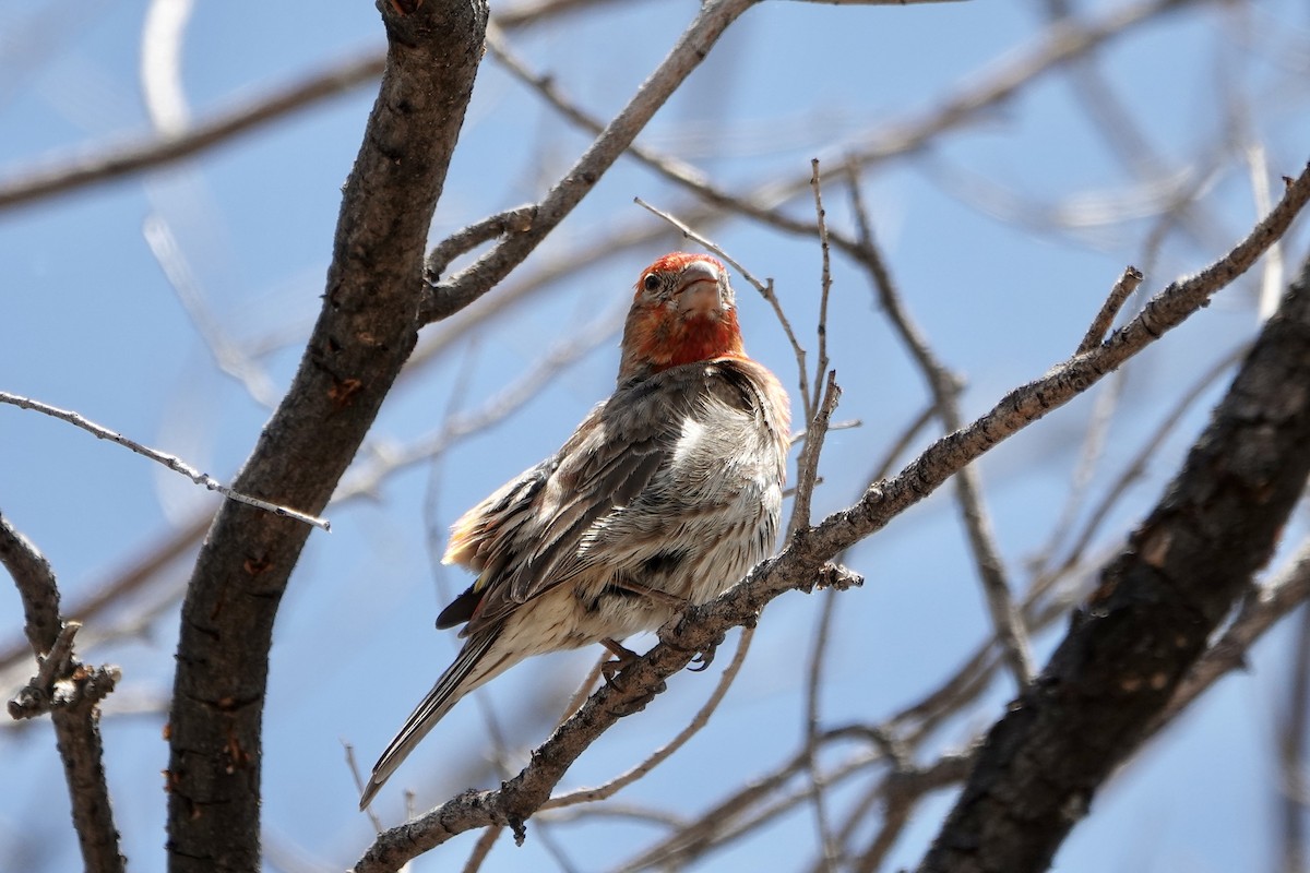 House Finch - ML619497454