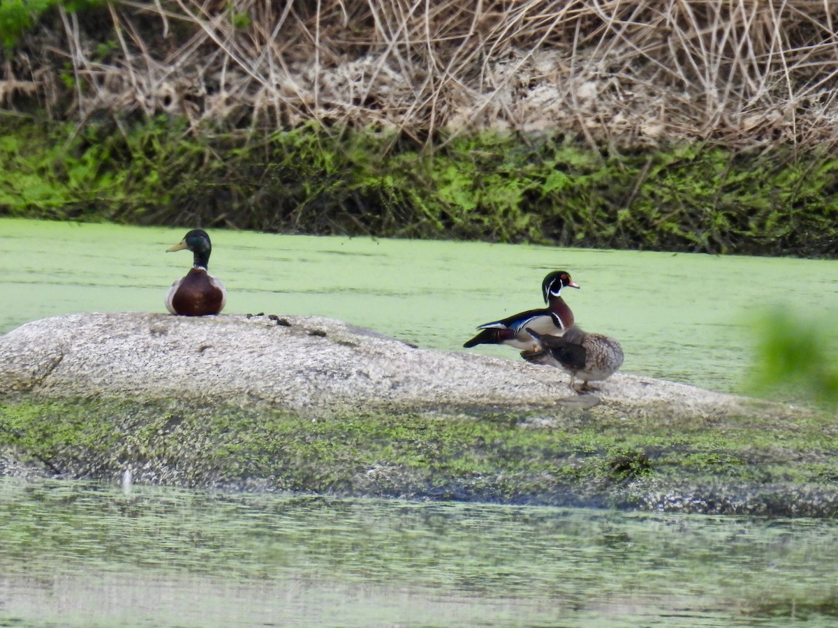 Wood Duck - Jeanne Tucker