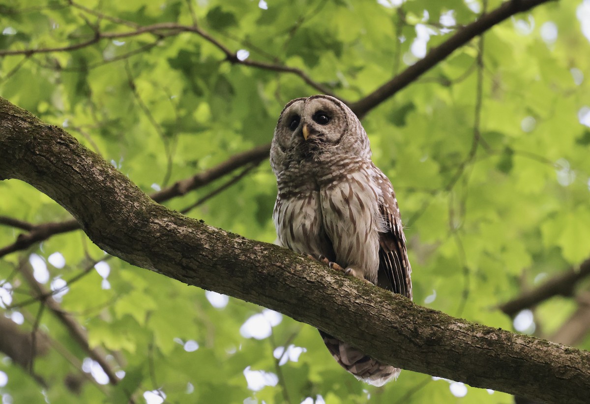 Barred Owl - Anne Bielamowicz