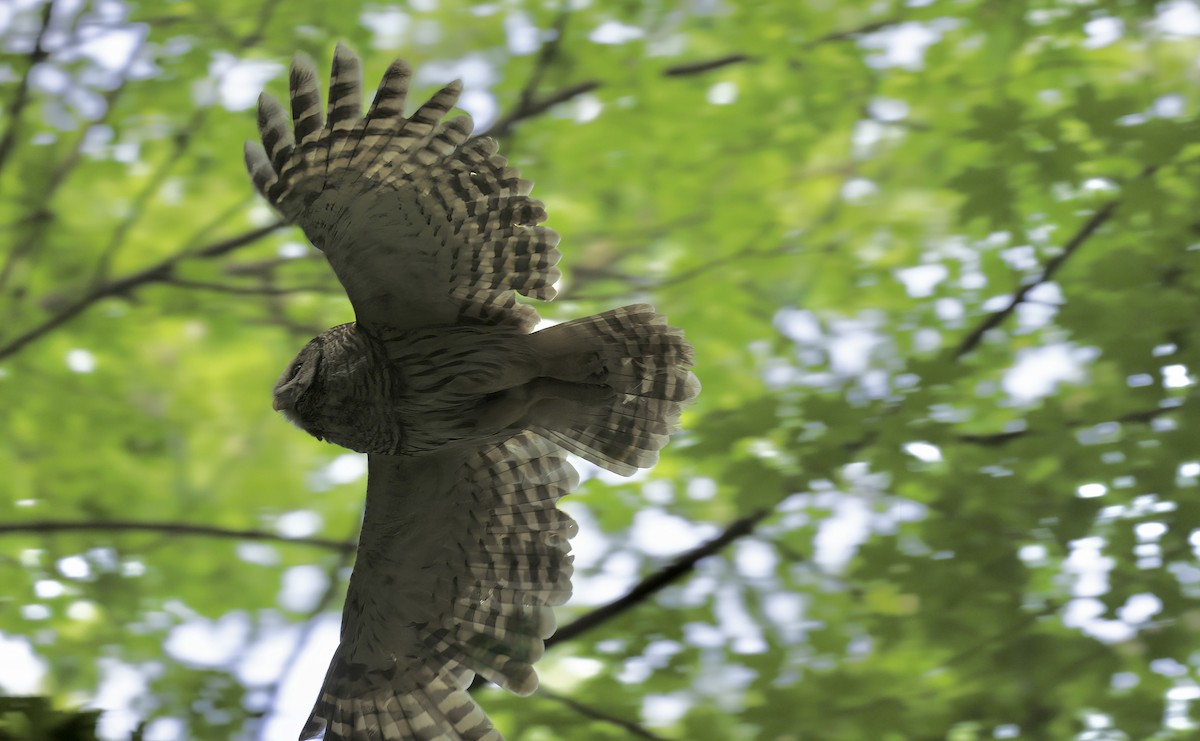 Barred Owl - Anne Bielamowicz