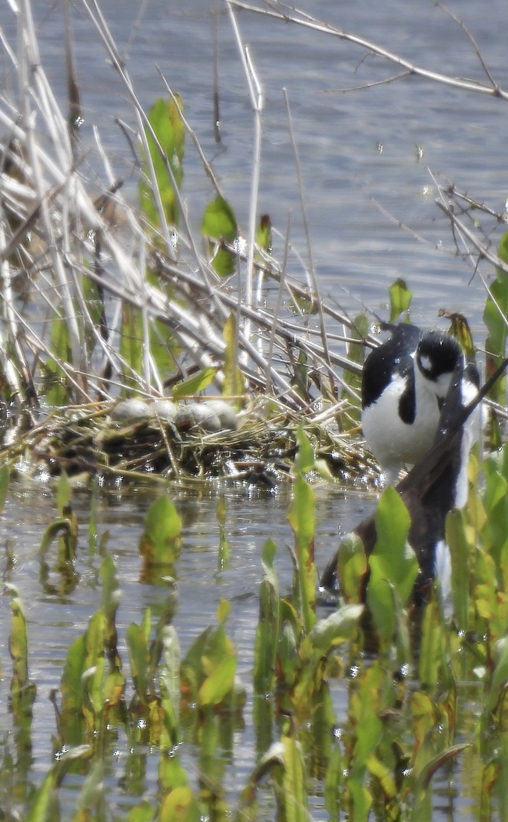 Black-necked Stilt (Black-necked) - ML619497463