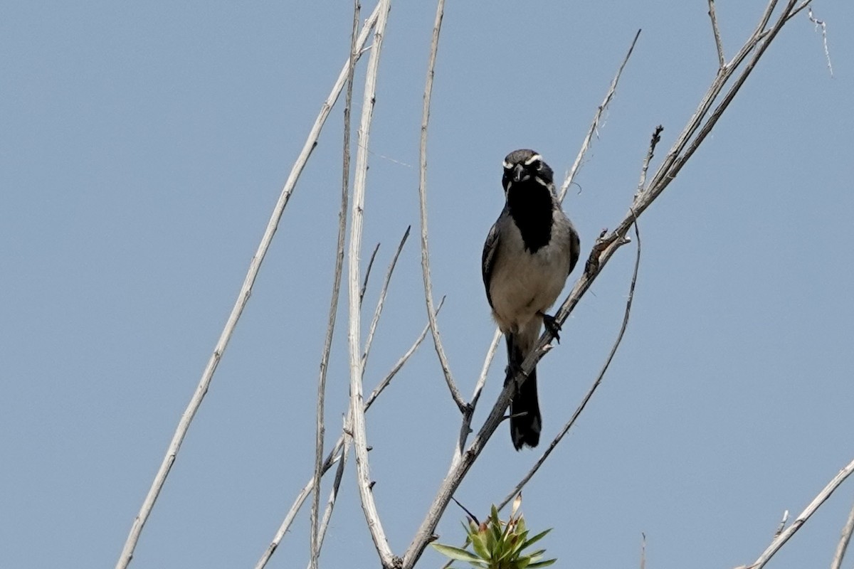 Black-throated Sparrow - Sara Griffith