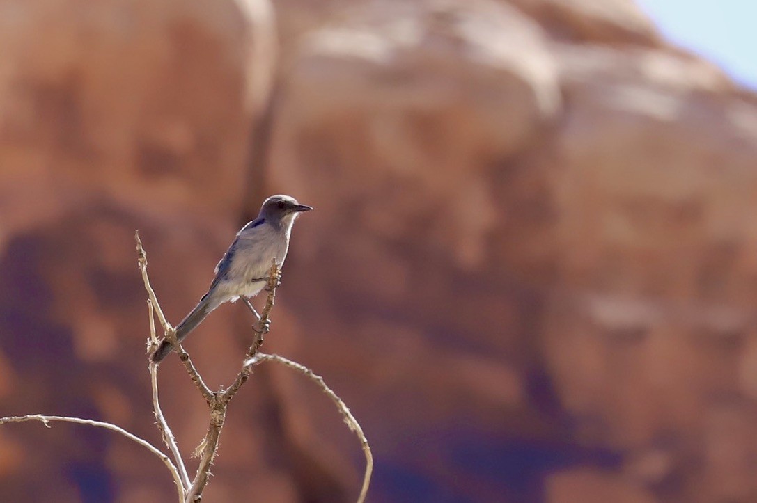 Woodhouse's Scrub-Jay - JoAnn Dalley