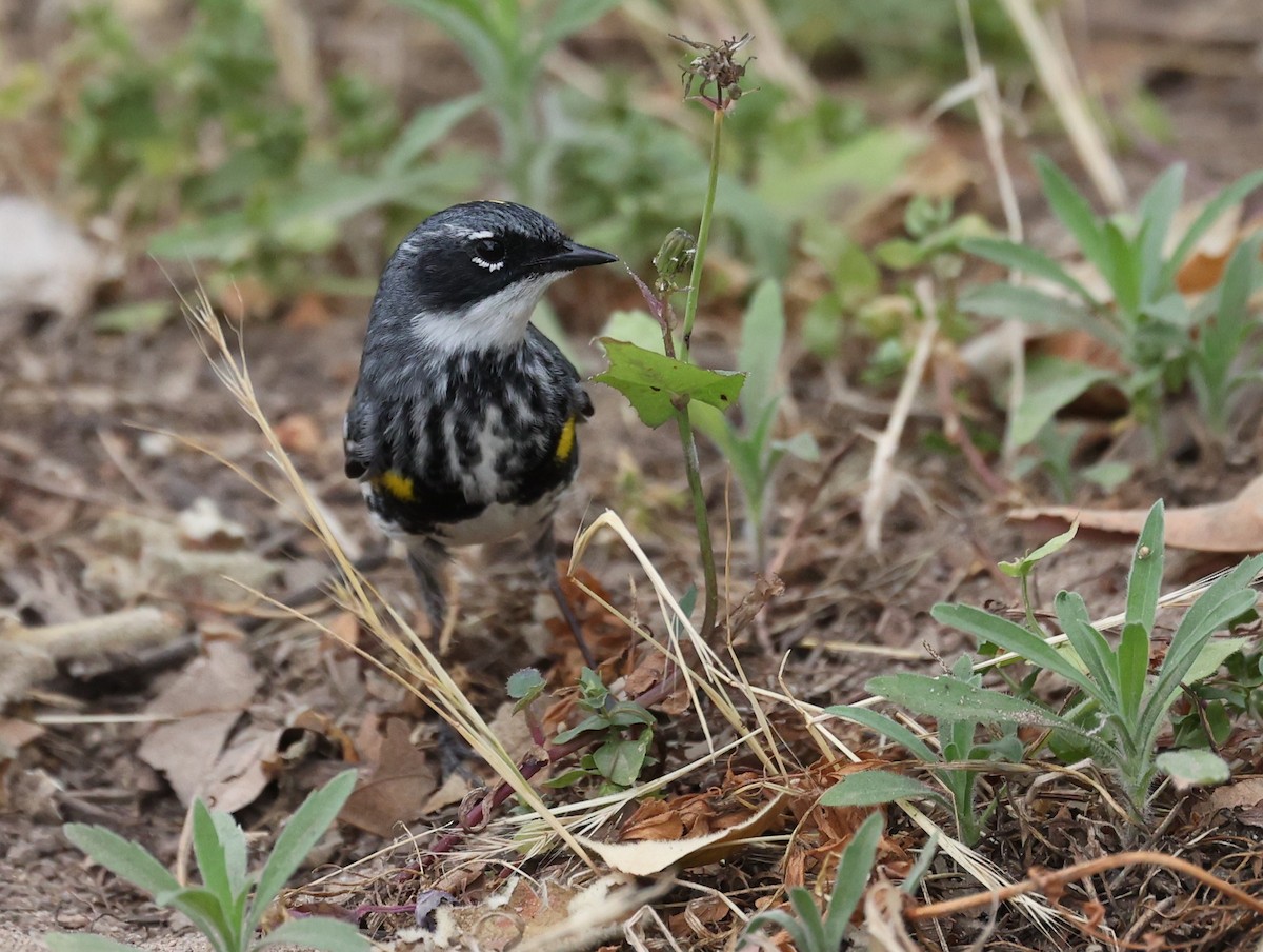 Yellow-rumped Warbler (Myrtle) - Adam  Johnson