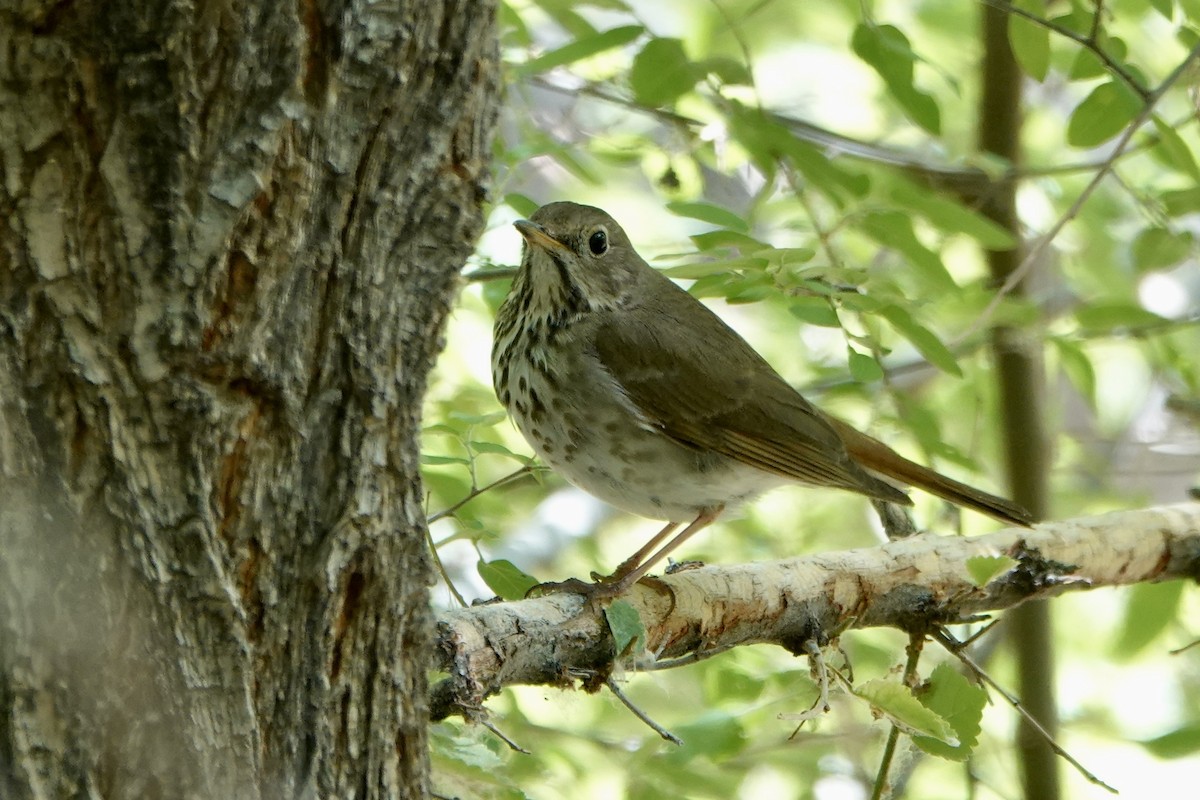 Hermit Thrush - Sara Griffith