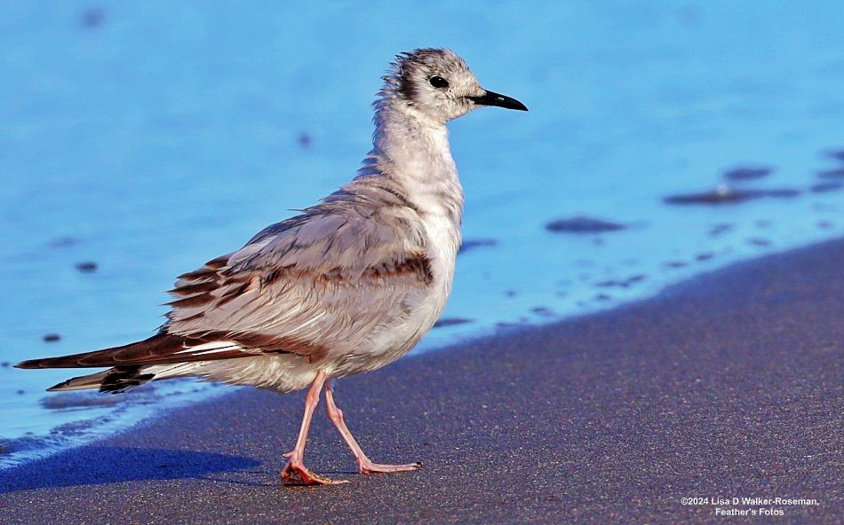 Bonaparte's Gull - Lisa Walker-Roseman