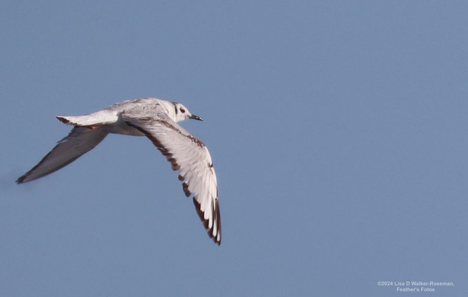 Bonaparte's Gull - Lisa Walker-Roseman