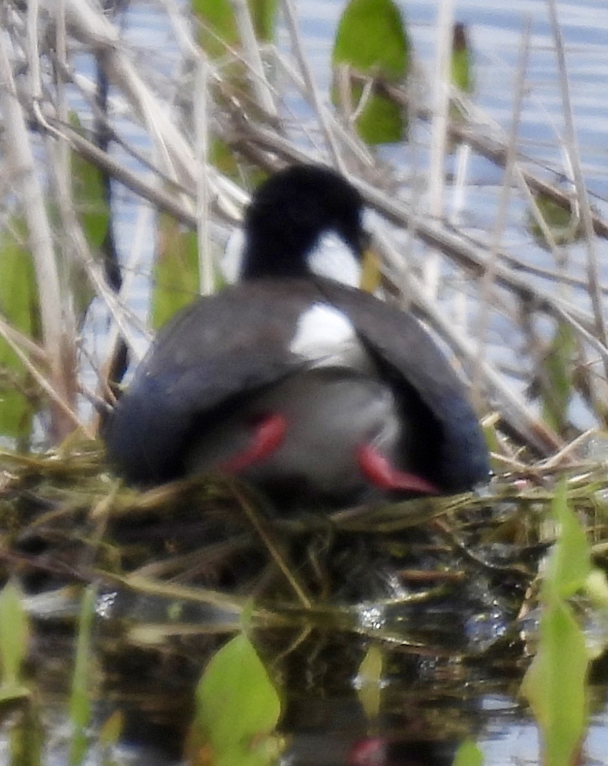 Black-necked Stilt (Black-necked) - ML619497501