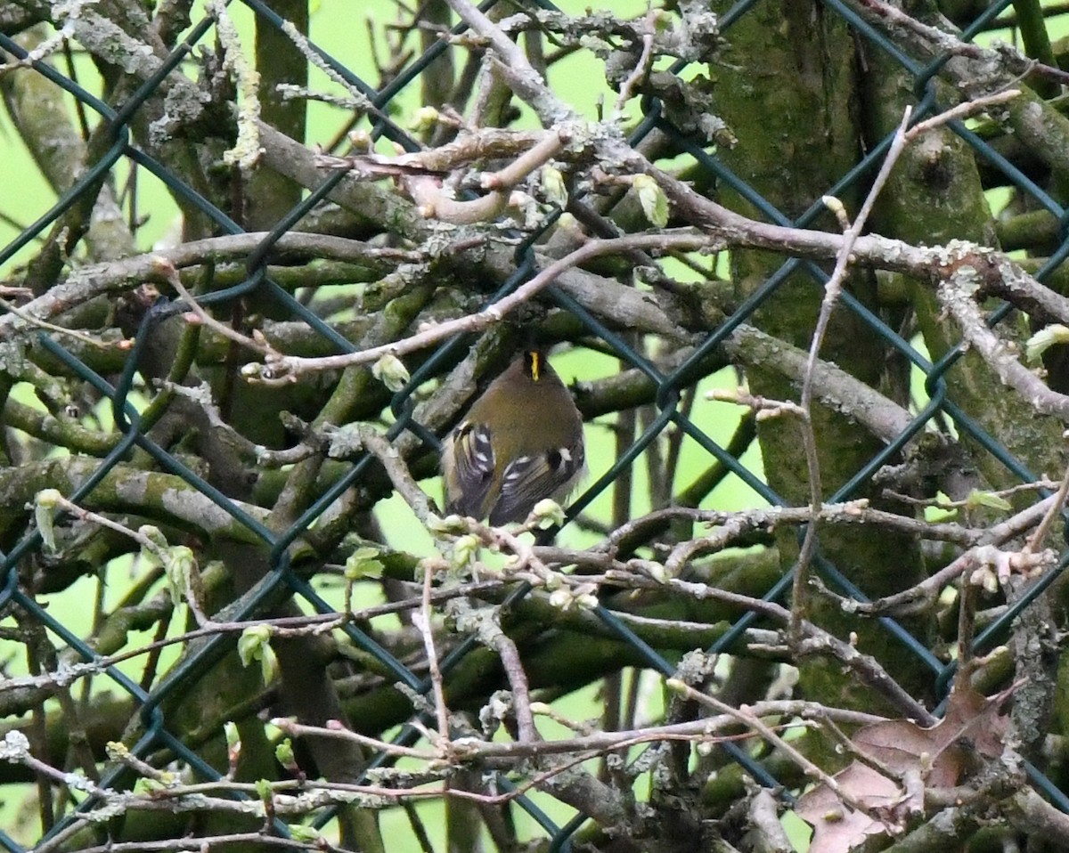 Goldcrest (European) - A Emmerson