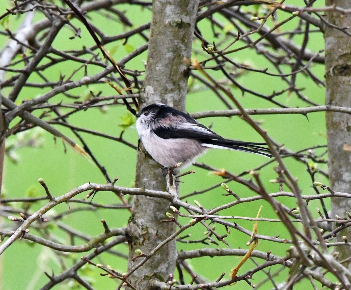 Long-tailed Tit (europaeus Group) - ML619497509