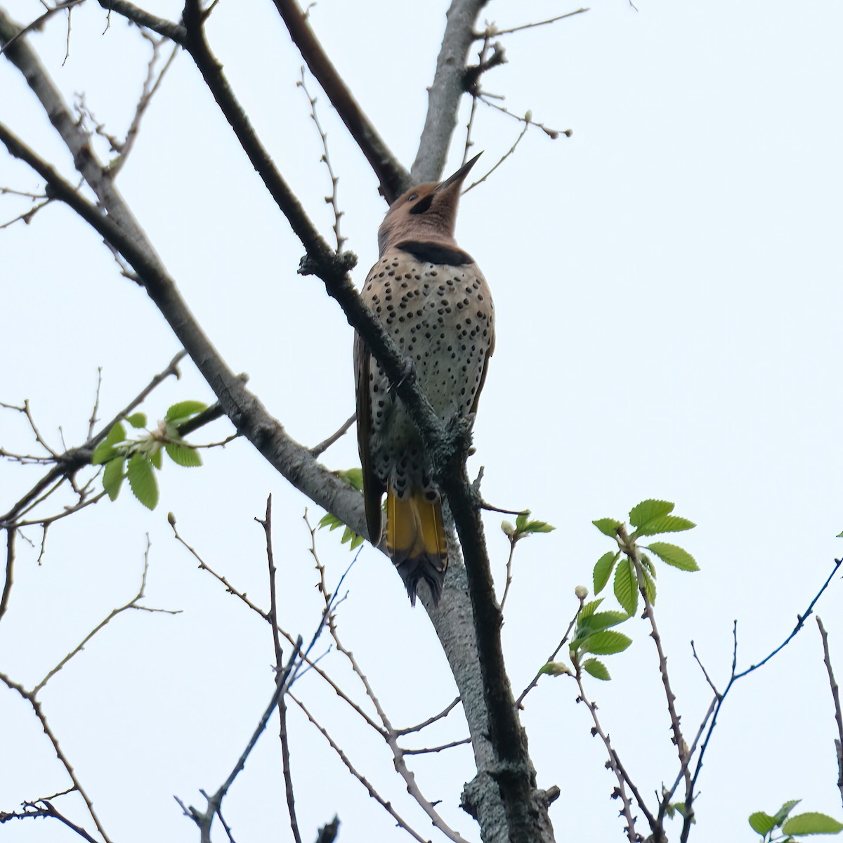 Northern Flicker - ML619497510