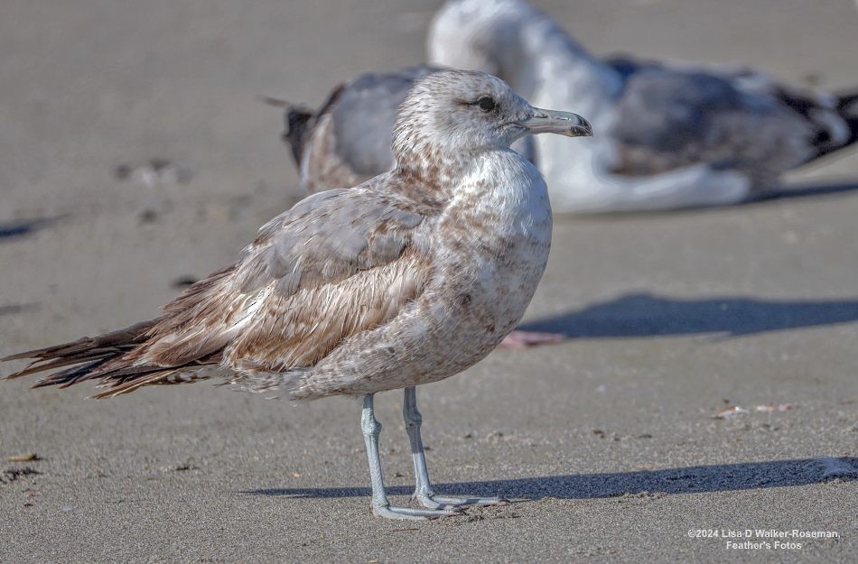 California Gull - Lisa Walker-Roseman